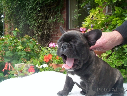 Französische Bulldogge Welpen zu verkaufen