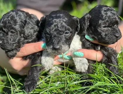 Traumhaft schöne Harlekin Zwergpudel Welpen