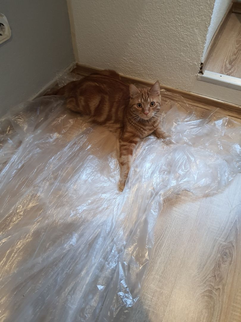 Katzenpaar zu verkaufen