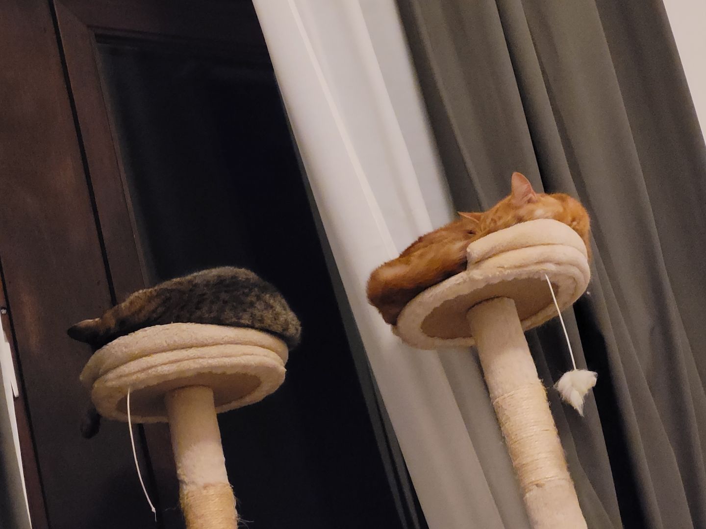 Katzenpaar zu verkaufen