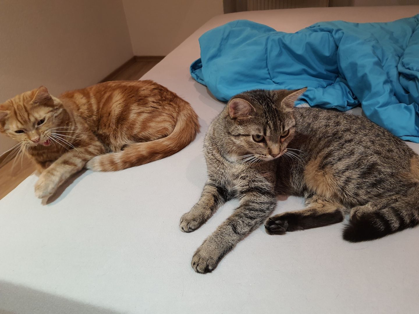 Katzenpaar zu verkaufen