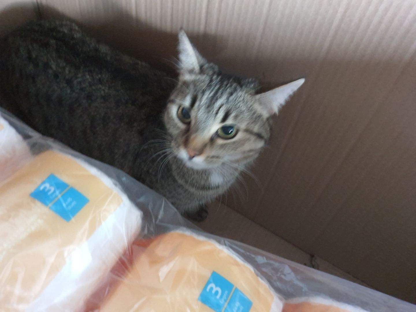 Katzenpaar zu verkaufen