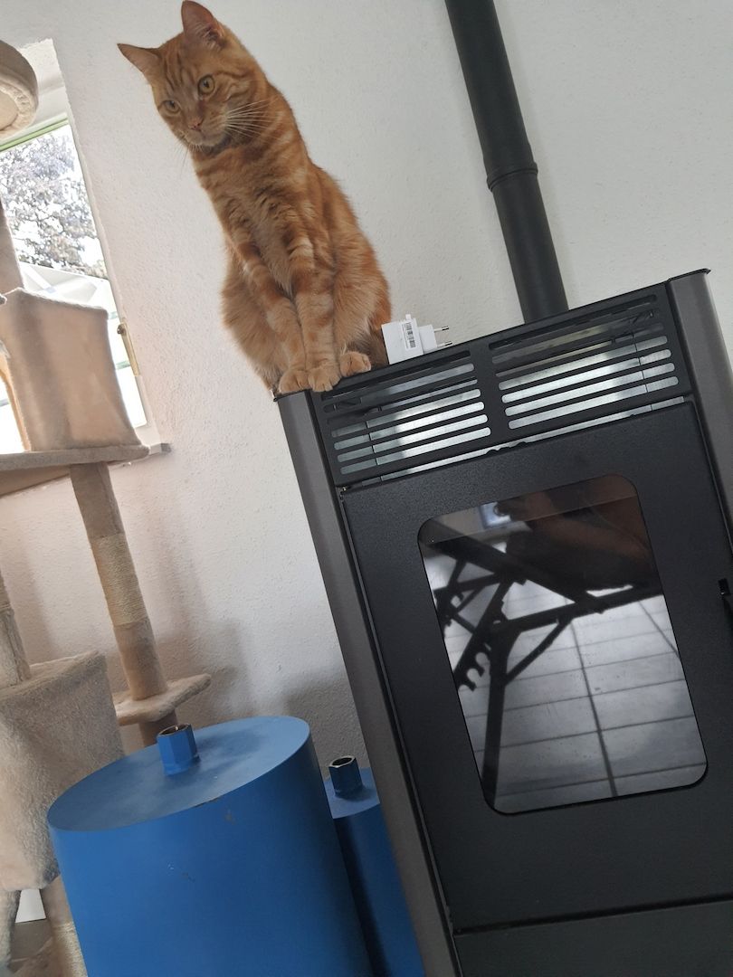 Katzenpaar zu verkaufen