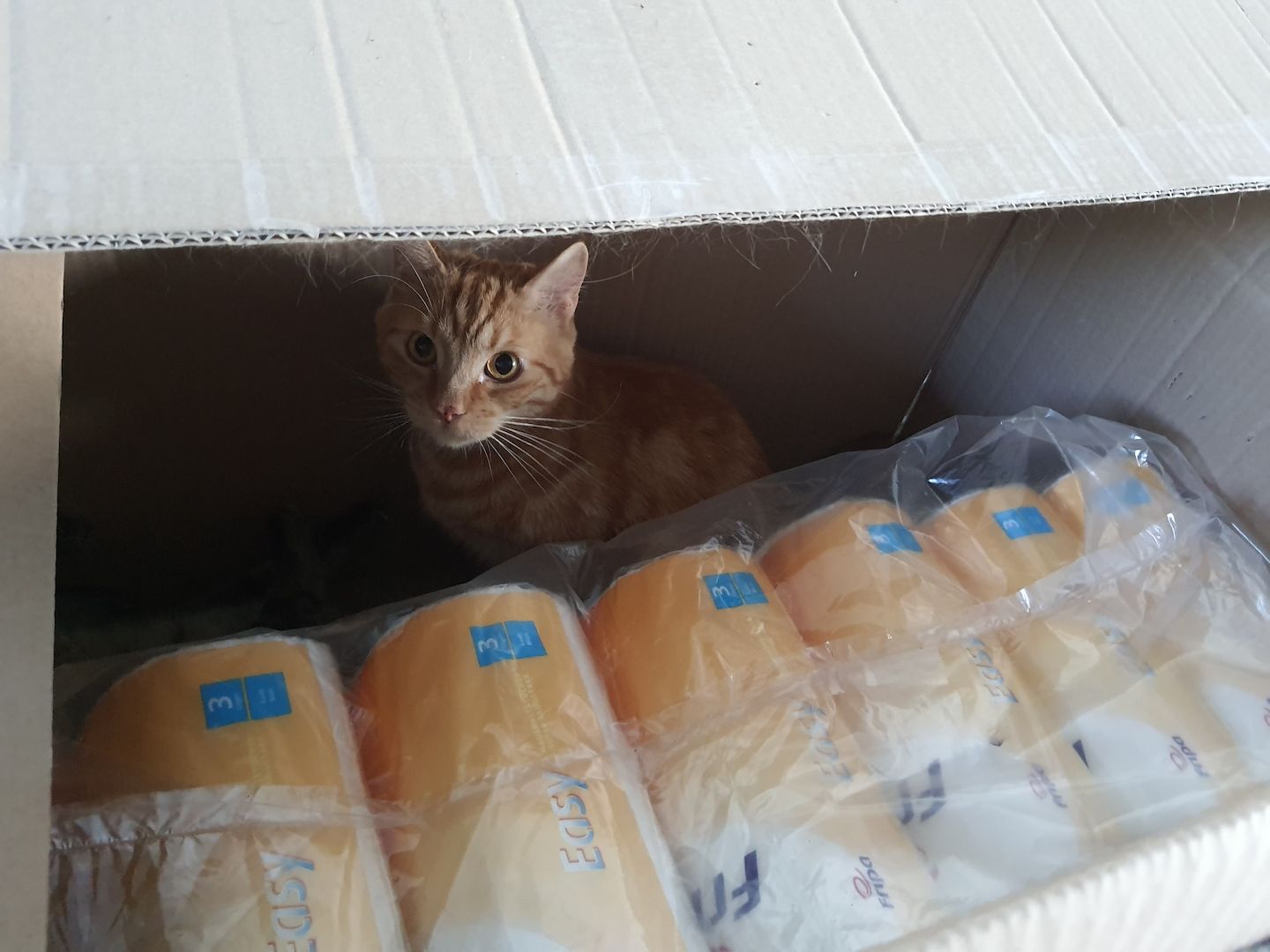 Katzenpaar zu verkaufen