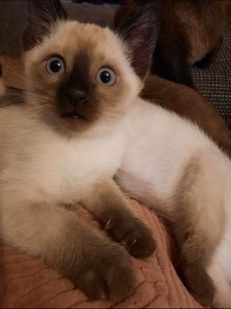 Wunderschöne reinrassige Siam Kitten