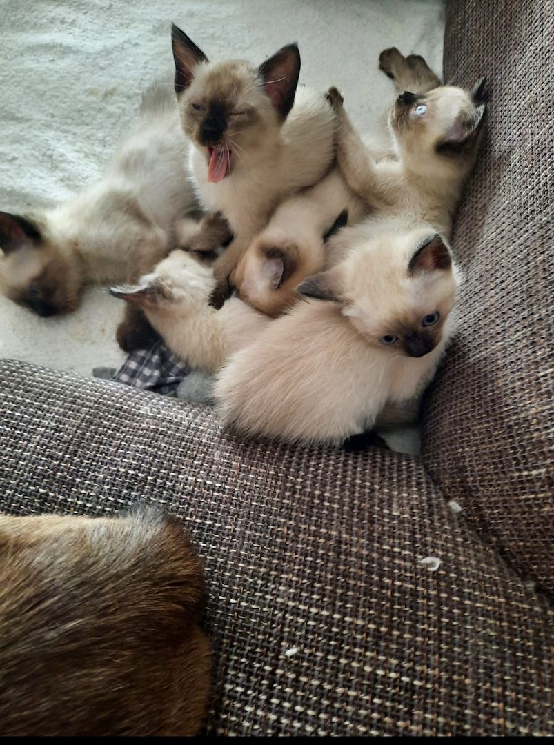 Wunderschöne reinrassige Siam Kitten