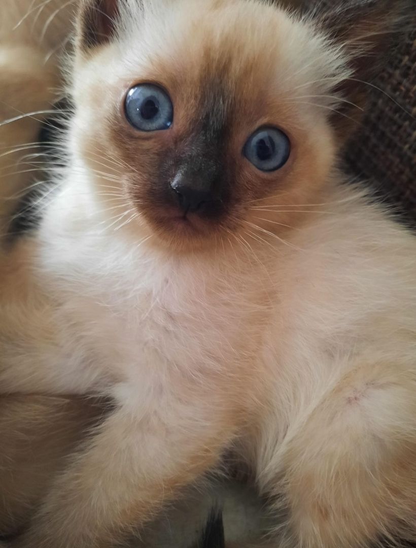 Wunderschöne reinrassige Siam Kitten
