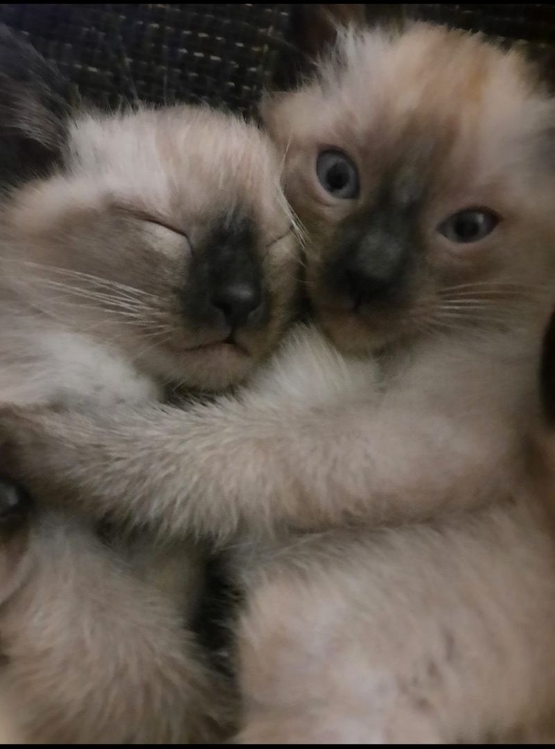 Wunderschöne reinrassige Siam Kitten