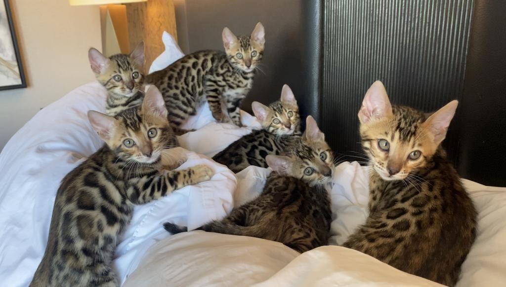 Bengal-Kätzchen bereit