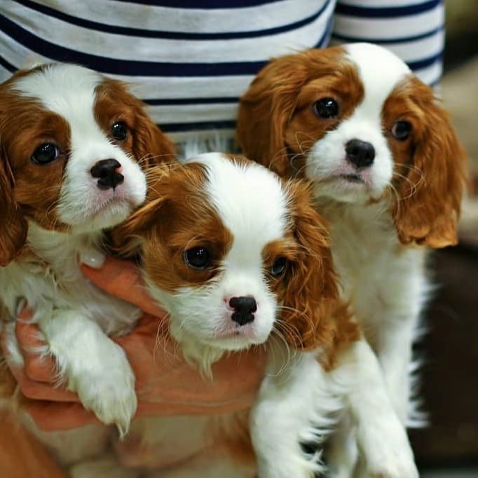 Wunderschöne Cavalier King Charles Welpen Wunderschöne Cavalier King Charles Welpen