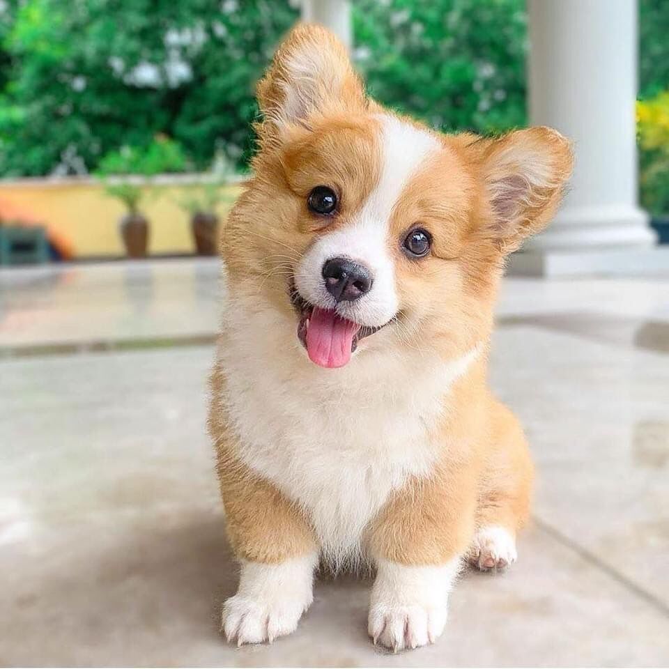 Welsh Corgi Pemsbroke
