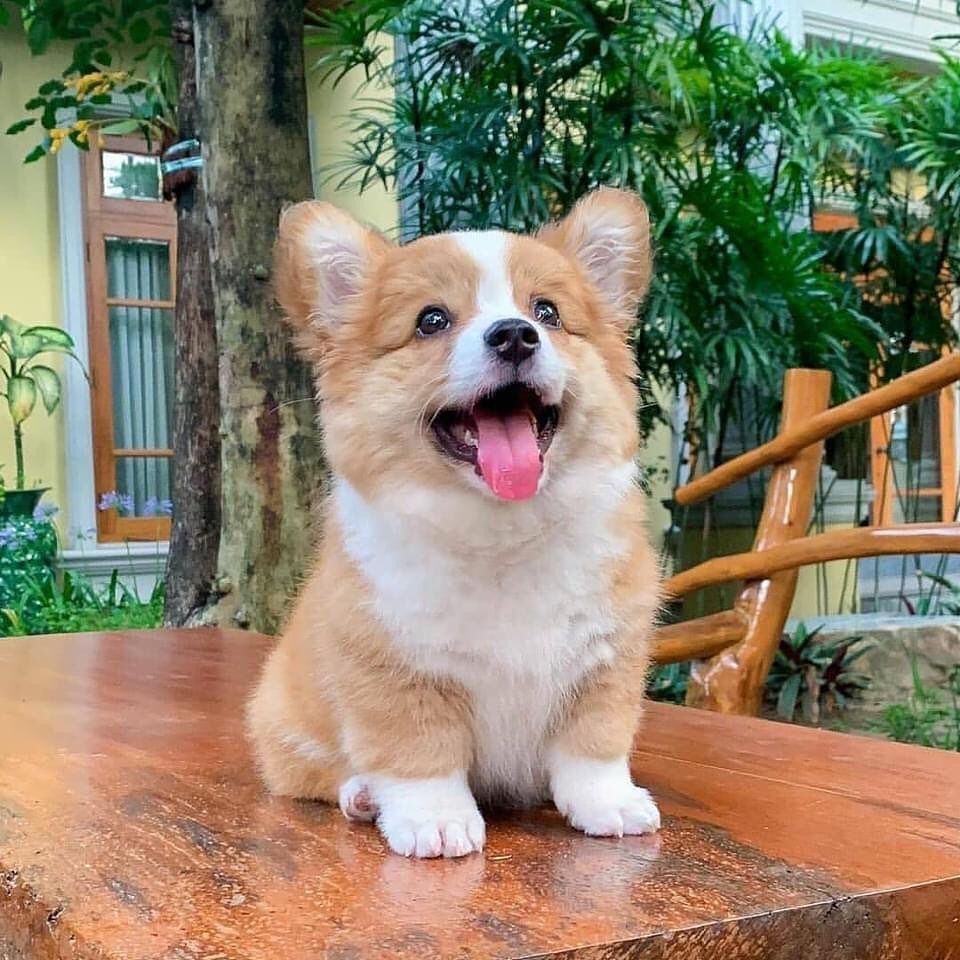 Welsh Corgi Pemsbroke