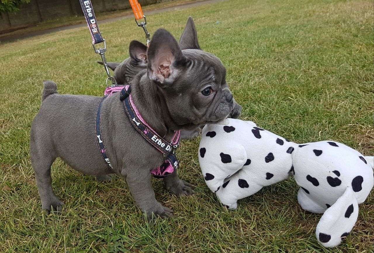 Beeindruckende französische Bulldoggenwelpen