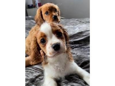 Wunderschöne Cavalier King Charles Welpen
