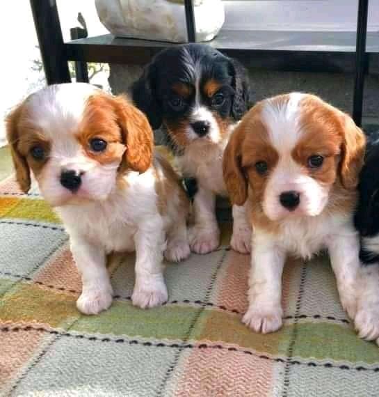Wunderschöne Cavalier King Charles Welpen