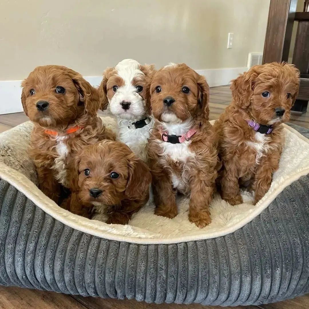 Schöne Cavapoo-Welpen