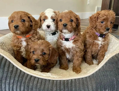 Schöne Cavapoo-Welpen