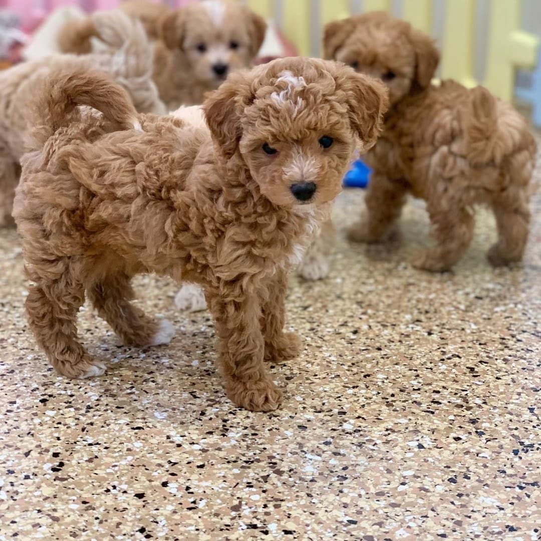 Schöne Cavapoo-Welpen