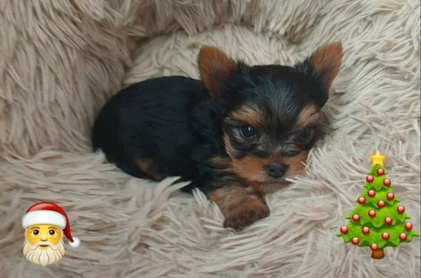 Yorshire Terrier Welpen mit Papieren