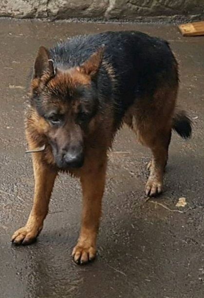 Kräftiger DSH Rüde