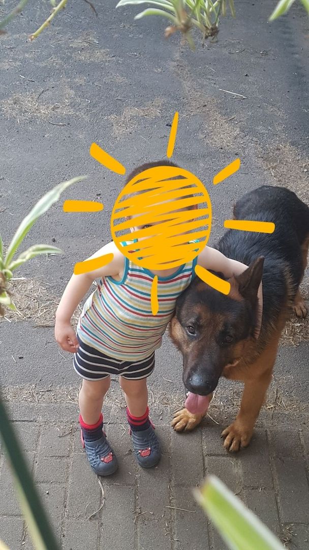 Kräftiger DSH Rüde