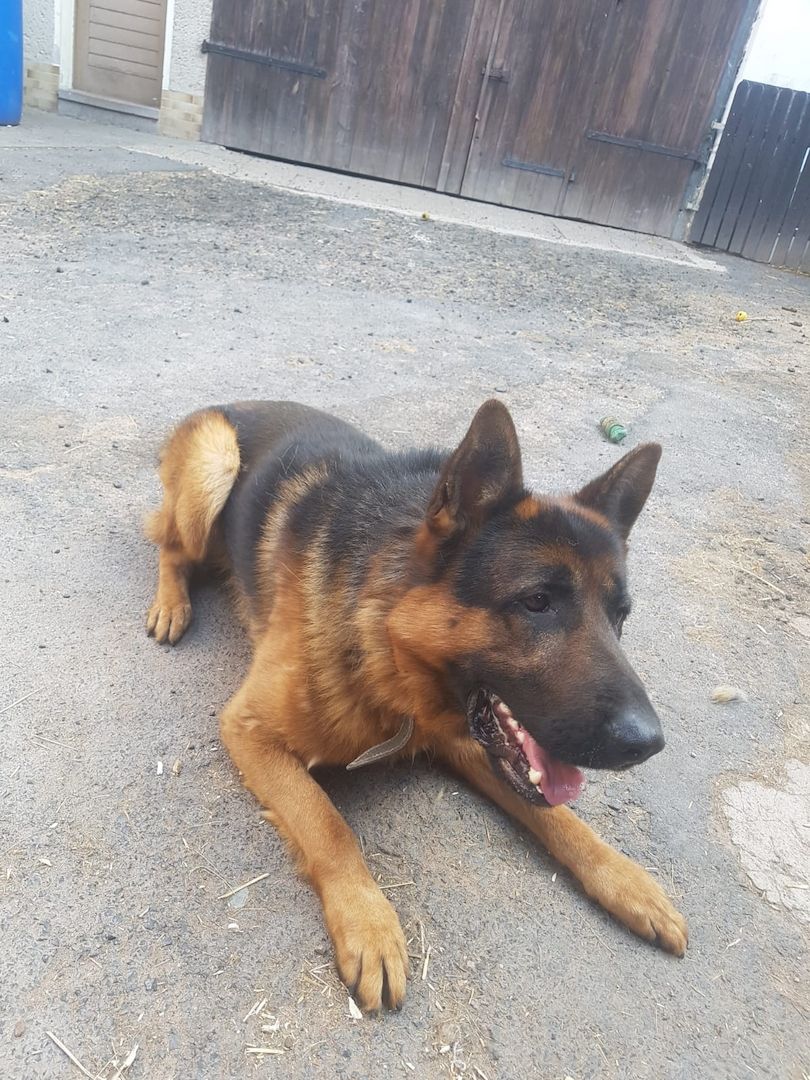 Kräftiger DSH Rüde