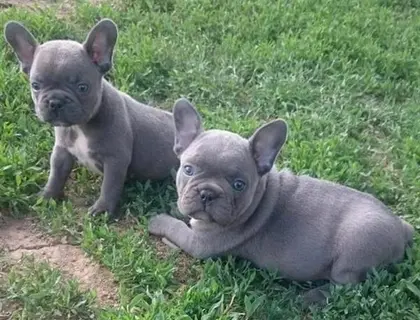 Wunderschöne Französische Bulldoggen Welpen mit Ahnentafel.