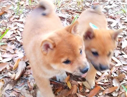 Wunderschöne Shiba Inu Welpen