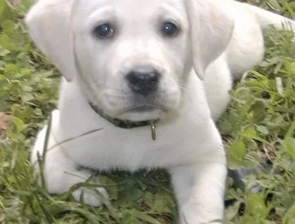 liebevolles Labrador Welpen mit Papieren