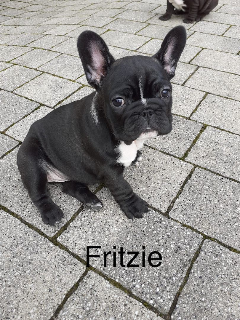 reinrassige Französische Bulldoggen
