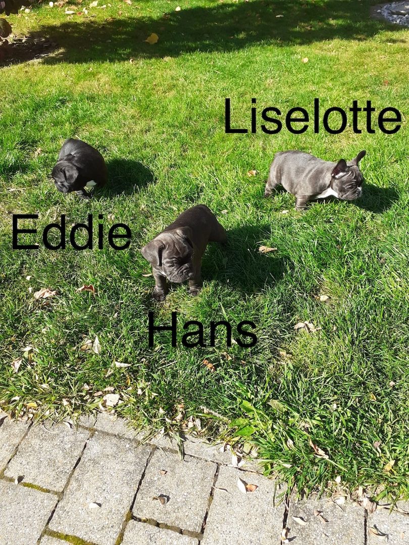 reinrassige Französische Bulldoggen
