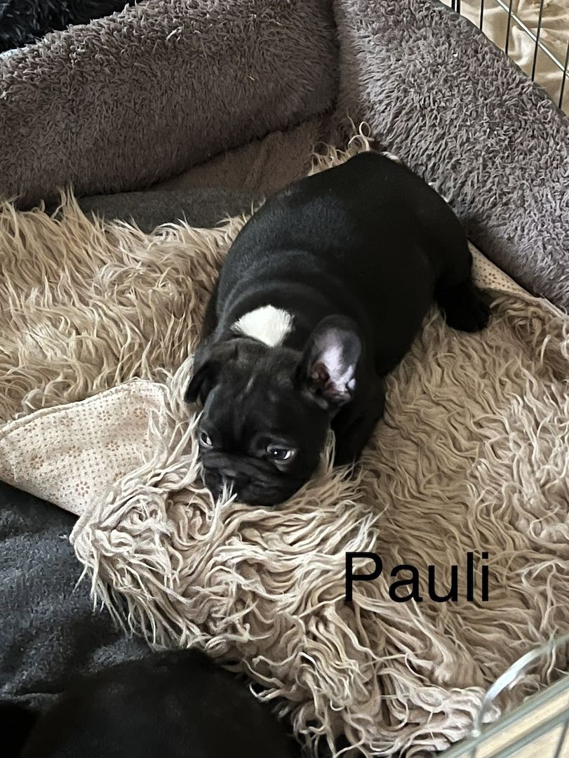 reinrassige Französische Bulldoggen