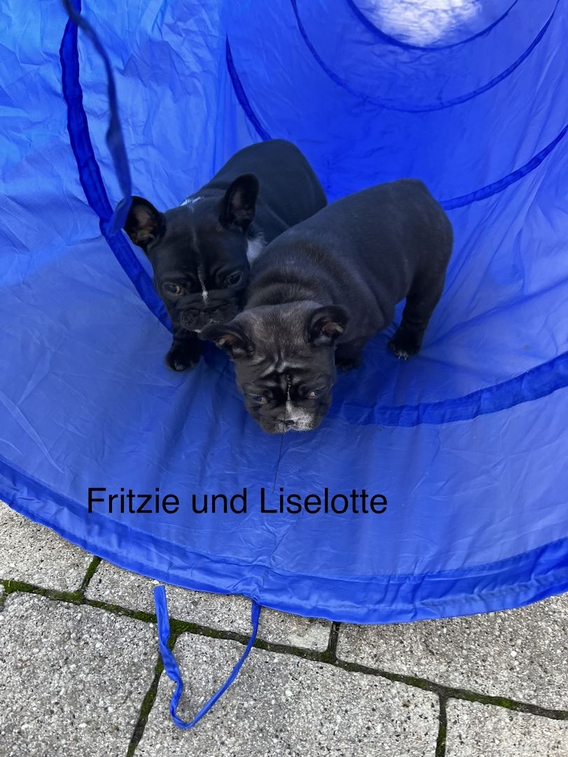 reinrassige Französische Bulldoggen