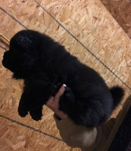 Liebevolle Chow-Chow-Welpen zur Vermittlung