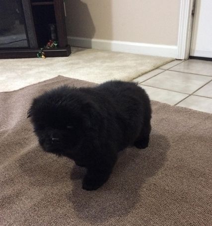 Liebevolle Chow-Chow-Welpen zur Vermittlung