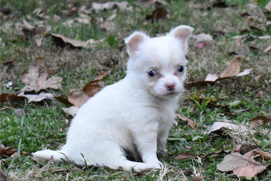 Chihuahua Welpen