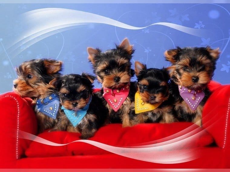 Teacup-Yorkshire-Terrier für ein gutes Zuhause Teacup-Yorkshire-Terrier für ein gutes Zuhause