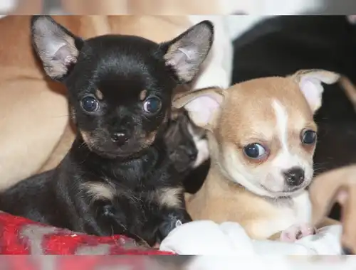 Schöne zwei Chihuahua-Welpen zum Re-Homing