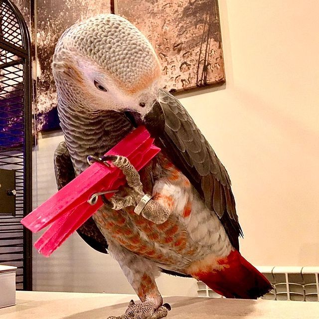 Afrikanisches Graubaby mit Rotfaktor