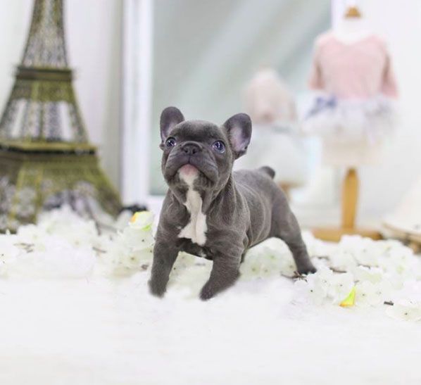 Französischen Bulldogge zu verkaufen