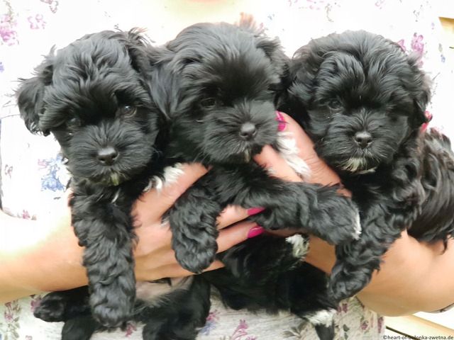 Süßes Bolonka Zwetna Welpenschießen