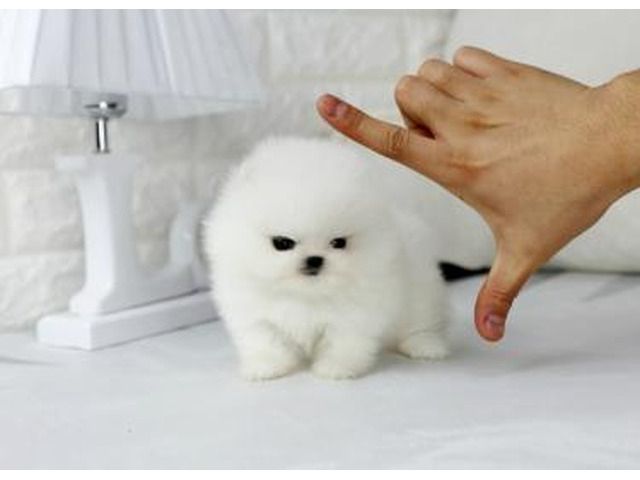 Pomeranian-Zwerg-Spitz-Welpen Pomeranian-Zwerg-Spitz-Welpen