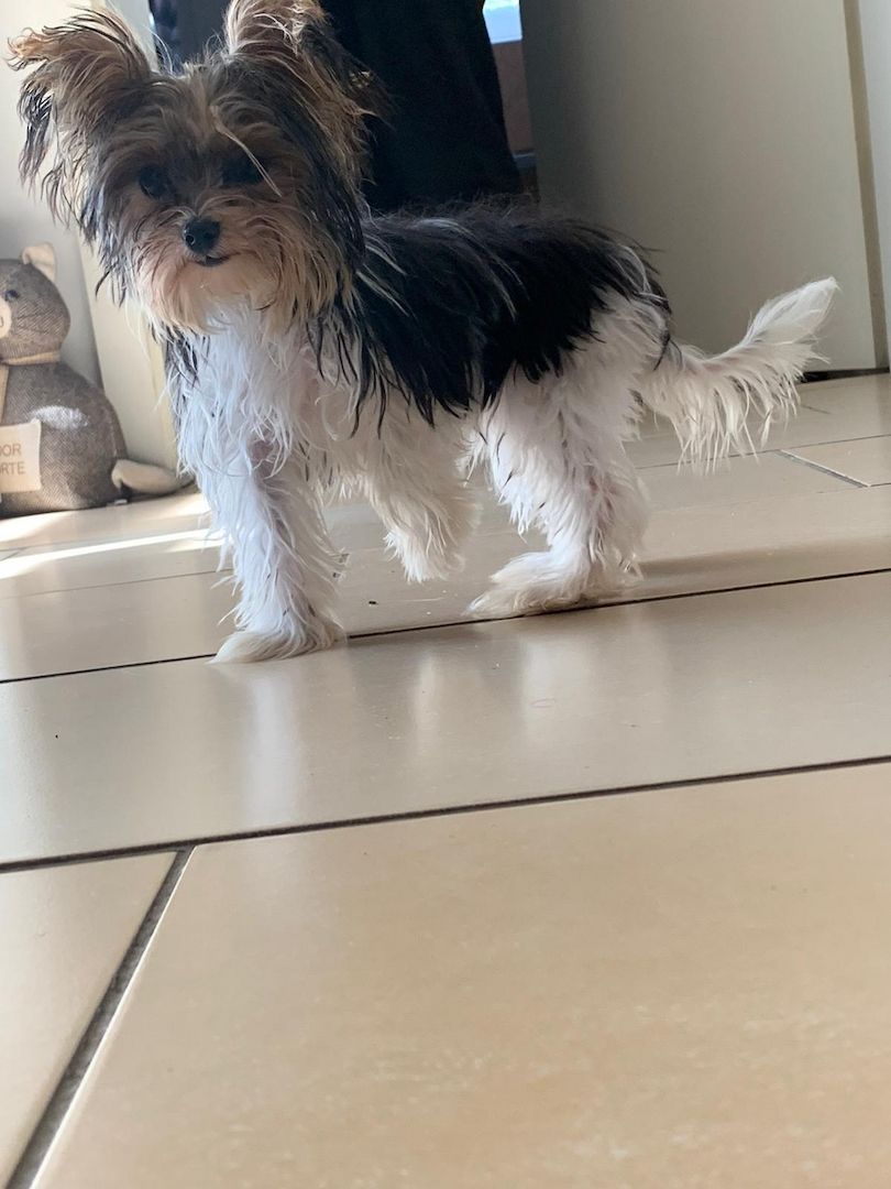 Süße Yorkshire biewer Hündin