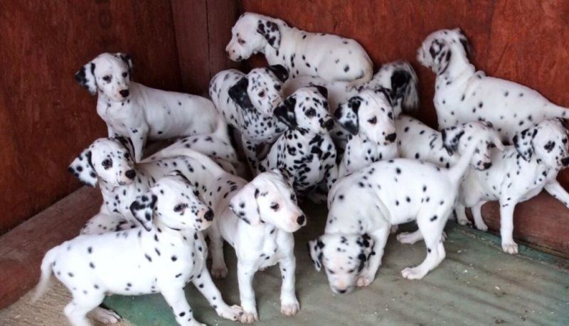 Typvolle Dalmatiner Welpen mit Papieren