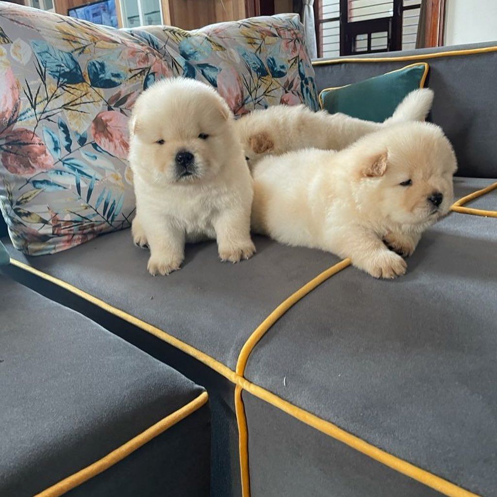 Charmante Chow-Chow-Welpen