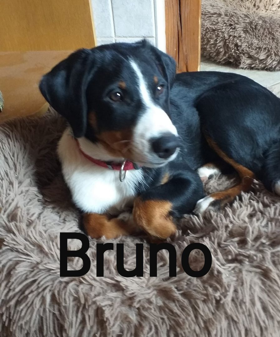 Appenzeller Sennenhund