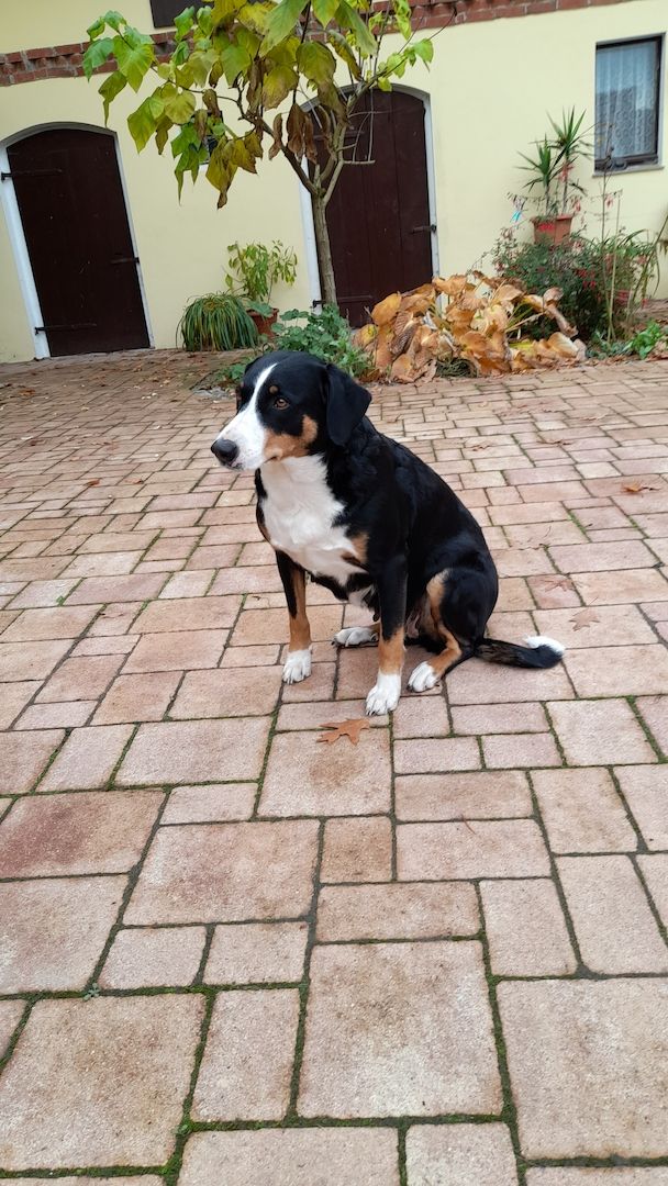 Appenzeller Sennenhund