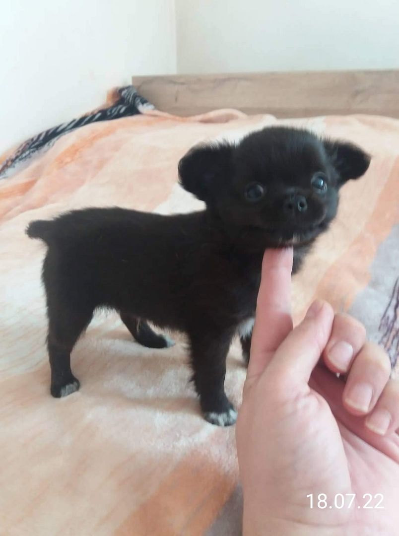 Chihuahuawelpen