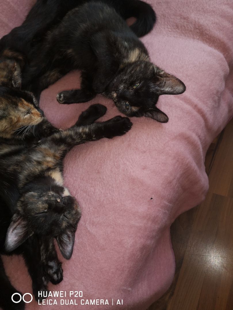 Schildpatt /Tricolor Kitten zu verkaufen