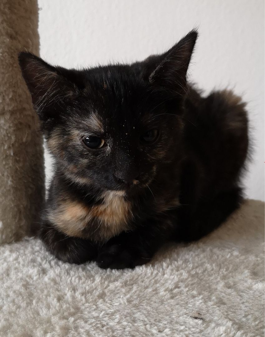 Schildpatt /Tricolor Kitten zu verkaufen